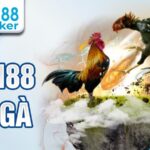 Jun88 Đá Gà